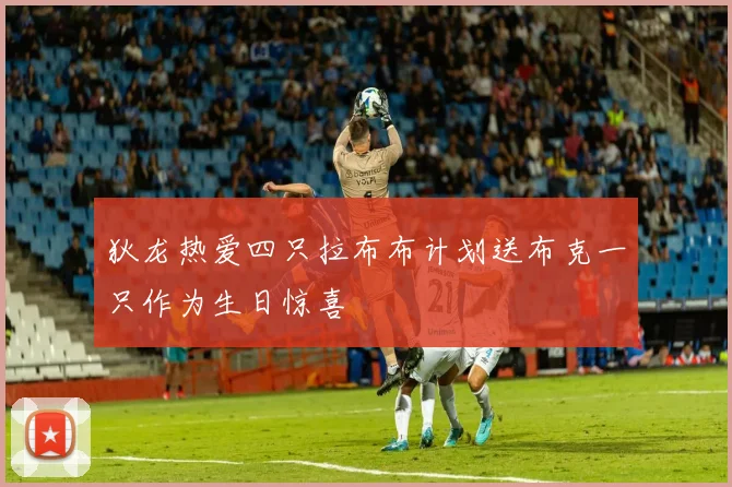 狄龙热爱四只拉布布计划送布克一只作为生日惊喜